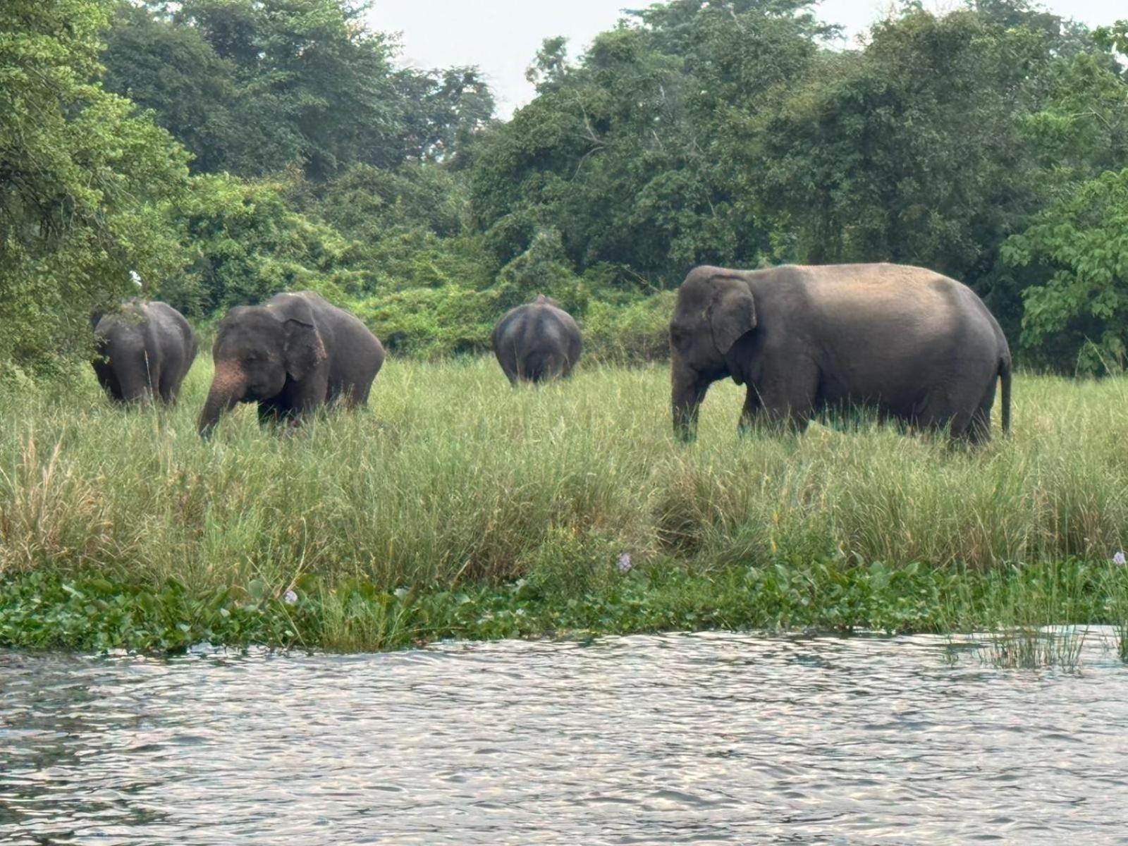 Geethani Tourist Home Polonnaruwa Buitenkant foto
